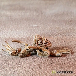 Crânes De Bêtes -Pièces De Modèle Boutique cranes de betes 2