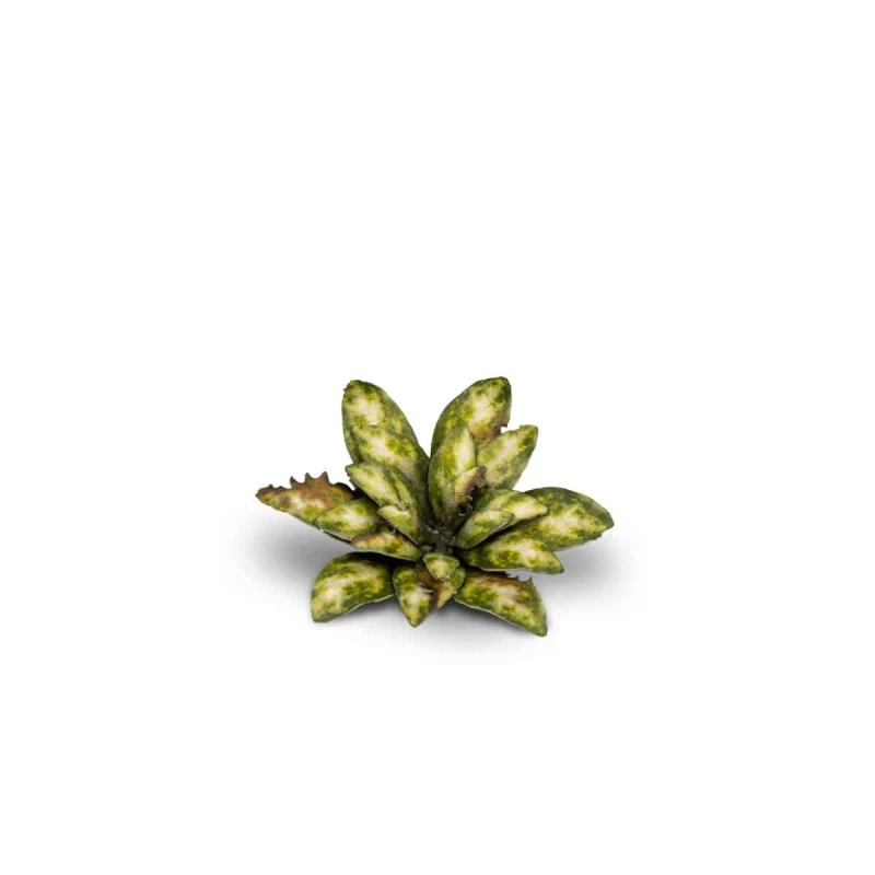 Dumb Cane 3 Dumb Cane